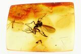Detailed Fossil Fungus Gnat and Gall Midge in Baltic Amber #352777-1